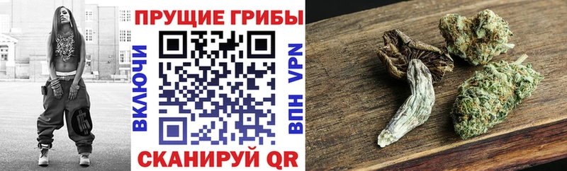 как найти   Нальчик  Галлюциногенные грибы ЛСД 